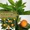 15.7" Artificial Orange Tree in Black Pot – Realistic Faux Citrus Plant for Home, Office, Living Room, Table, or Desk Décor